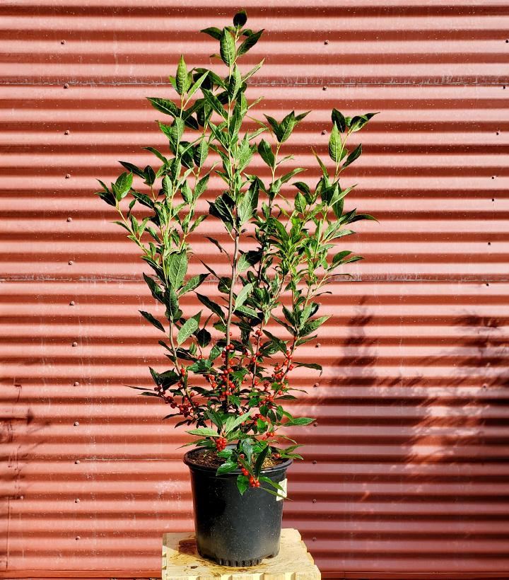 ILEX VERTICILLATA `WINTER RED`