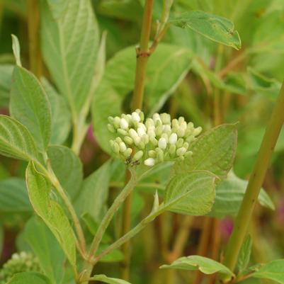 CORNUS SERICEA `CARDINAL`