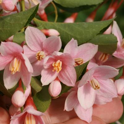 STYRAX JAPONICUS `MARLEYS PINK`