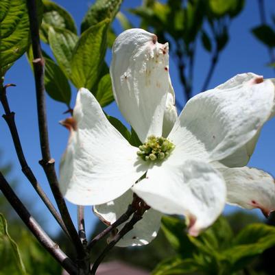 CORNUS FLORIDA `CHEROKEE PRINCESS`