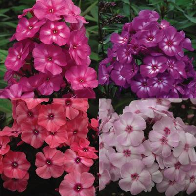 PHLOX `VOLCANO MEDLEY`