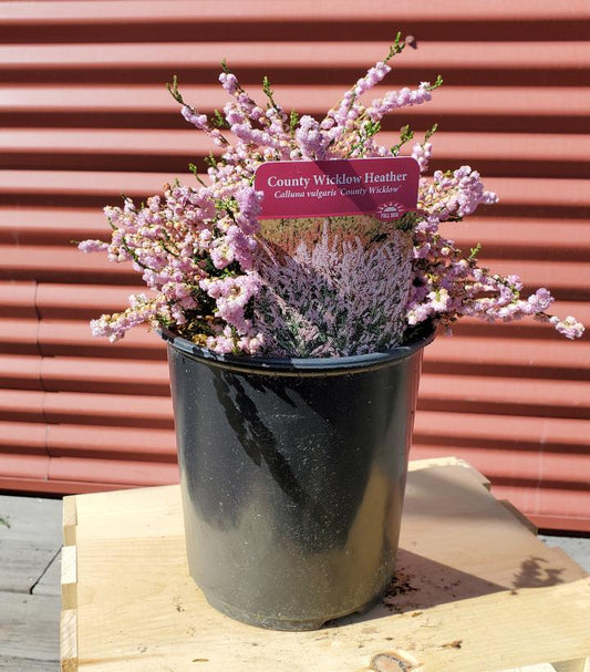 CALLUNA VULGARIS `COUNTY WICKLOW`