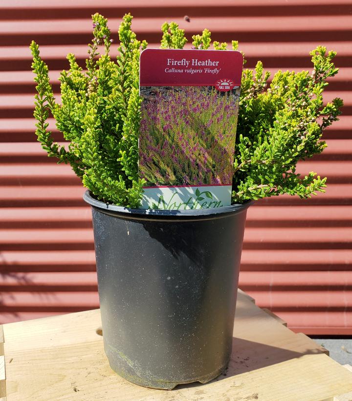 CALLUNA VULGARIS `FIREFLY`