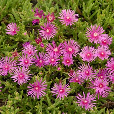 DELOSPERMA COOPERI - 3`` POT