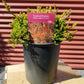 CALLUNA VULGARIS `CARNIVAL`