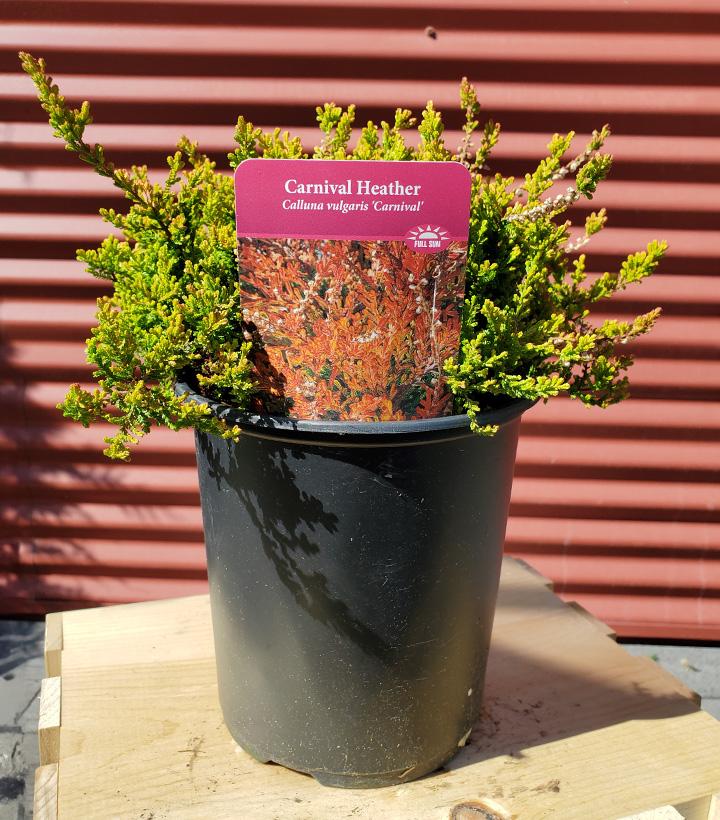 CALLUNA VULGARIS `CARNIVAL`