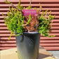 CALLUNA VULGARIS `BLAZEAWAY`