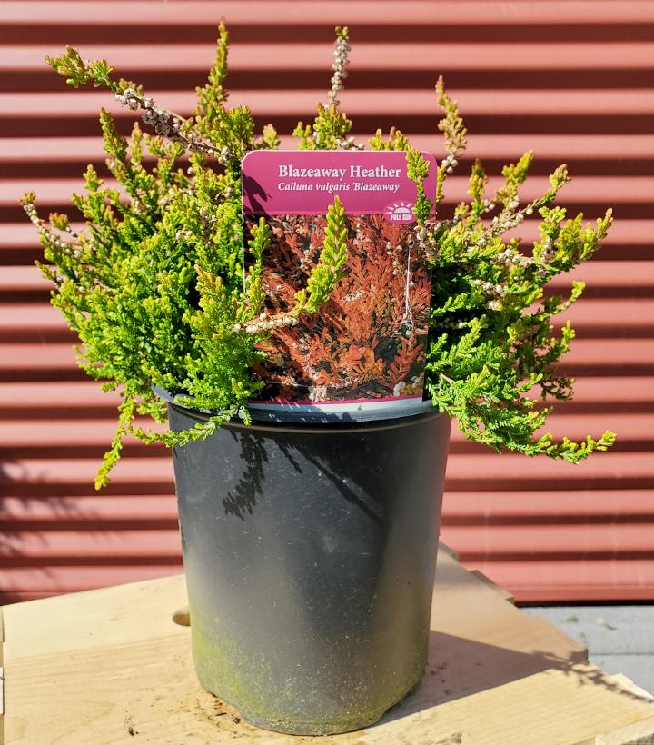 CALLUNA VULGARIS `BLAZEAWAY`