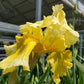 IRIS GERMANICA `PLEASANT PEASANT` (YELLOW)