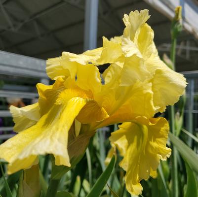 IRIS GERMANICA `PLEASANT PEASANT` (YELLOW)