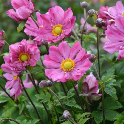 ANEMONE `CURTAIN CALL DEEP ROSE`