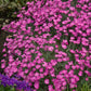 DIANTHUS `FIREWITCH`