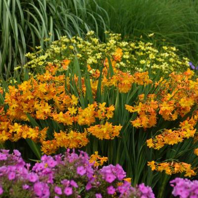 CROCOSMIA `WALBERTON YELLOW`