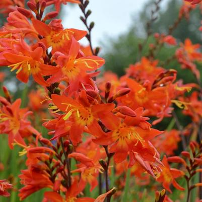 CROCOSMIA `PRINCE OF ORANGE`