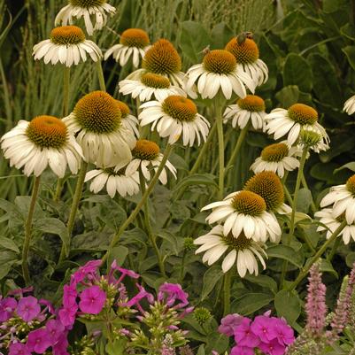 Echinacea 'White Swan' 3gal Bio