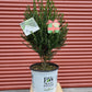 ILEX CRENATA `PATTI O BOX`