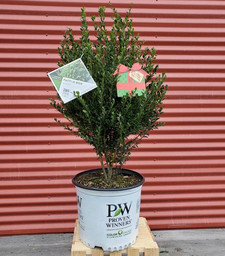 ILEX CRENATA `PATTI O BOX`