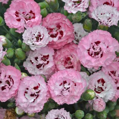 DIANTHUS PRETTY POPPERS `APPLEBLOSSOM BURST`