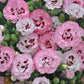 DIANTHUS PRETTY POPPERS `APPLEBLOSSOM BURST`