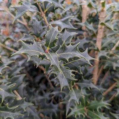 OSMANTHUS. heterophyllus Gulftide-Holly osmanthus