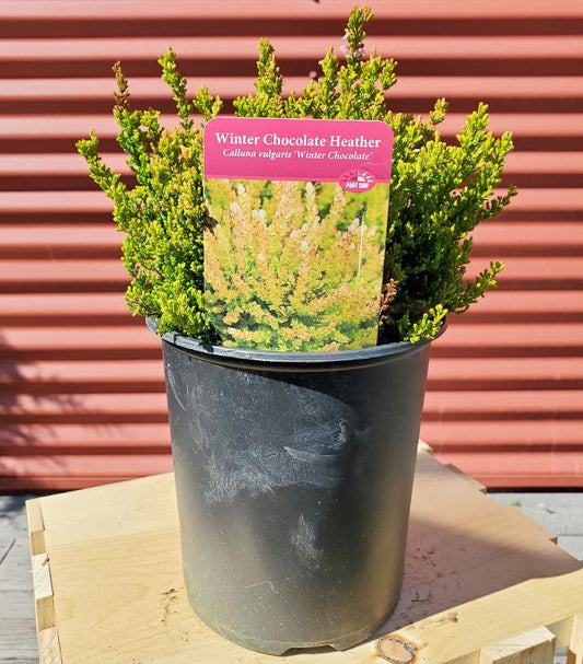 CALLUNA VULGARIS `WINTER CHOCOLATE`