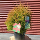 THUJA OCCIDENTALIS `FIRE CHIEF`