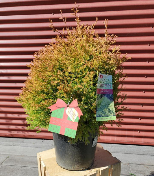 THUJA OCCIDENTALIS `FIRE CHIEF`