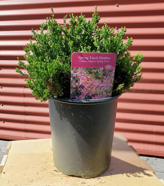 CALLUNA VULGARIS `SPRING TORCH`