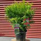 CHAMAECYPARIS OBTUSA `NIGHT LIGHT`