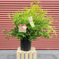 CHAMAECYPARIS PISIFERA `VINTAGE GOLD`