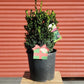 BUXUS MICRO. JAP. `GREEN MOUNTAIN`