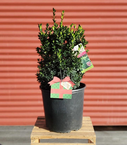 BUXUS MICRO. JAP. `GREEN MOUNTAIN`