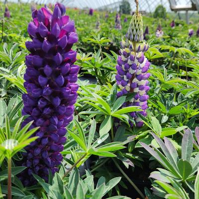 LUPINUS PERENNIS (BLUE)