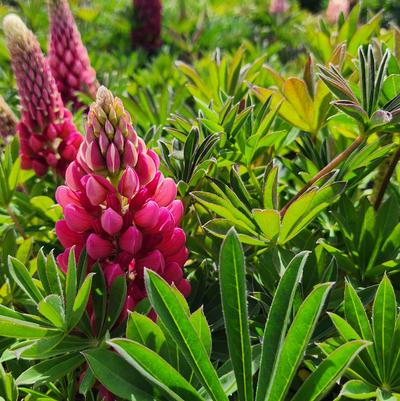 LUPINUS P. LUPINI `RED SHADES`