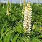 LUPINUS P. LUPINI `WHITE SHADES`