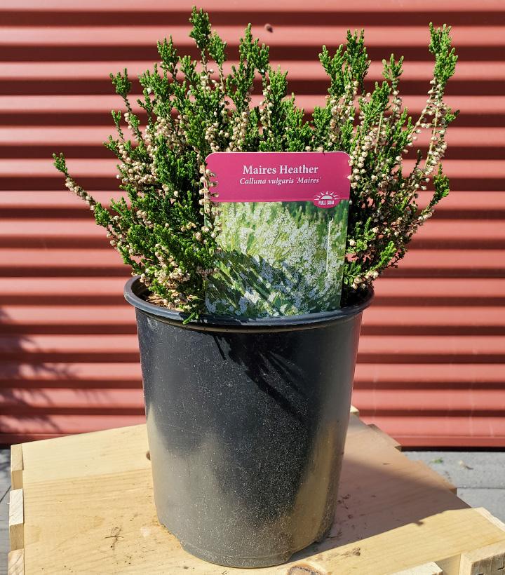 CALLUNA VULGARIS `MAIRES`