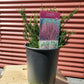 CALLUNA VULGARIS `TIB`