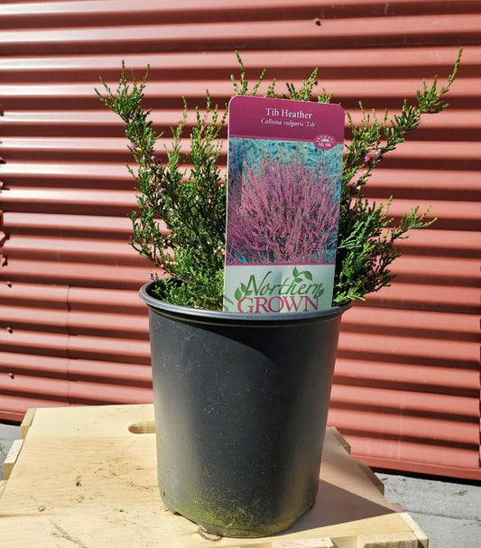 CALLUNA VULGARIS `TIB`