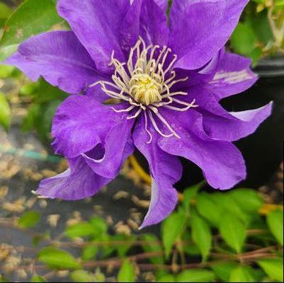 CLEMATIS `OLYMPIA`