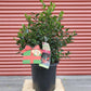 ILEX X MESERVEAE `BERRYIFIC`