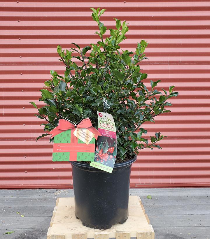 ILEX X MESERVEAE `BERRYIFIC`