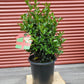 ILEX X MESERVEAE `BLUE MAID`