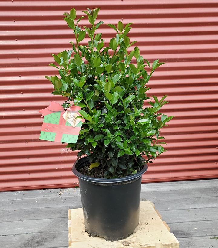 ILEX X MESERVEAE `BLUE MAID`