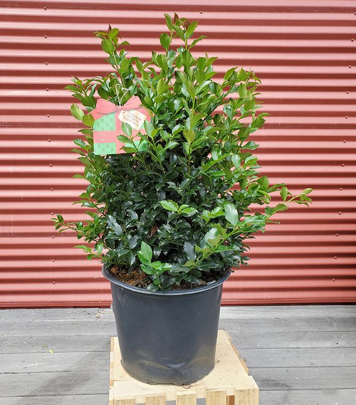 ILEX X MESERVEAE `BLUE MAID`