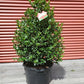 ILEX X MESERVEAE `BLUE MAID`