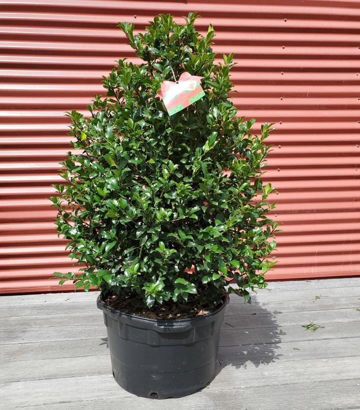 ILEX X MESERVEAE `BLUE MAID`