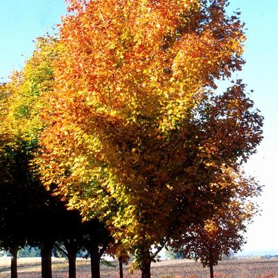 ACER SACCHARUM `GREEN MOUNTAIN`