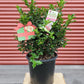 ILEX X MESERVEAE `BLUE PRINCESS`