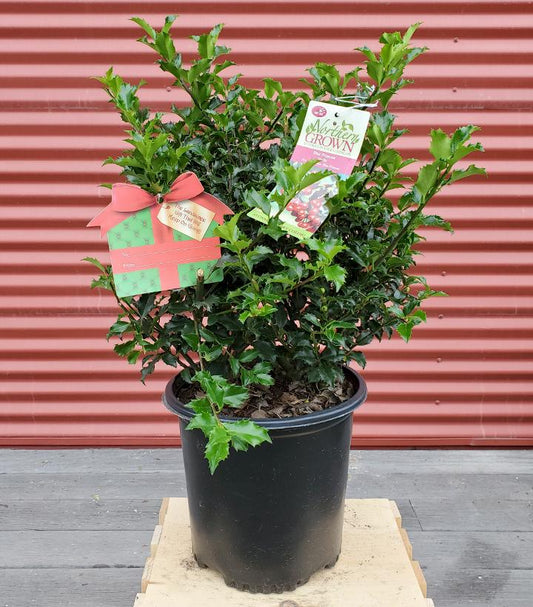 ILEX X MESERVEAE `BLUE PRINCESS`