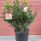 ILEX X MESERVEAE `BLUE PRINCESS`